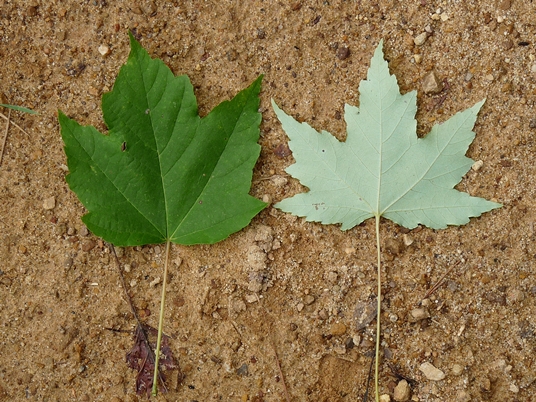 {Acer rubrum var. rubrum}